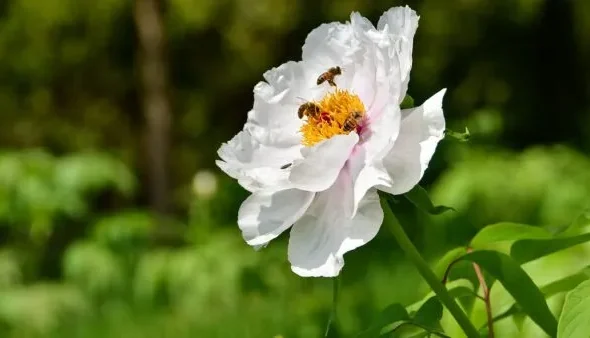 蜂が蜜を集める白いバラの花