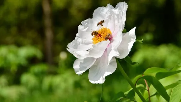 蜂が蜜を集める白いバラの花