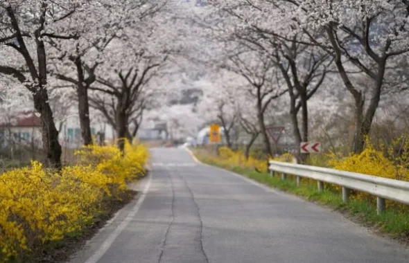 桜並木の続く春の道