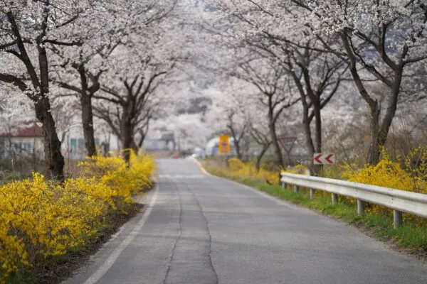 桜並木の続く春の道
