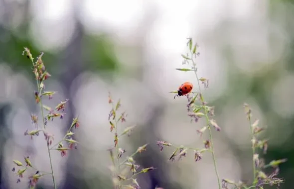 草花にとまるてんとう虫