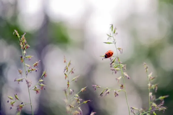 草花にとまるてんとう虫