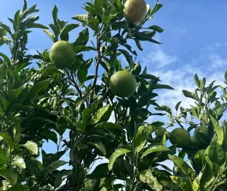 青空に実る柑橘系の果実の木