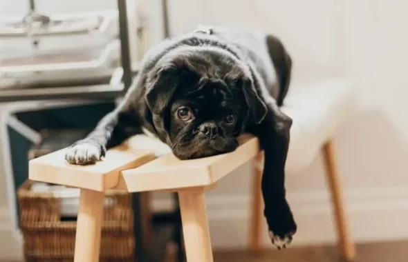 木製スツールに顎を乗せて甘えるパグ犬