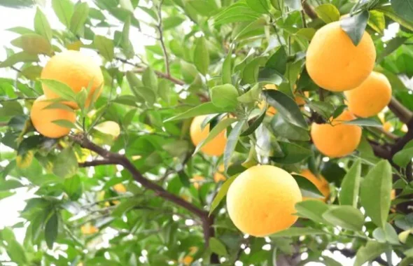 グレープフルーツの木になった柑橘の実