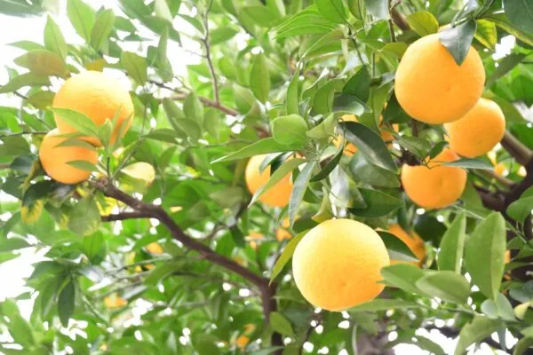 グレープフルーツの木になった柑橘の実
