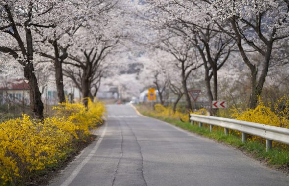 桜