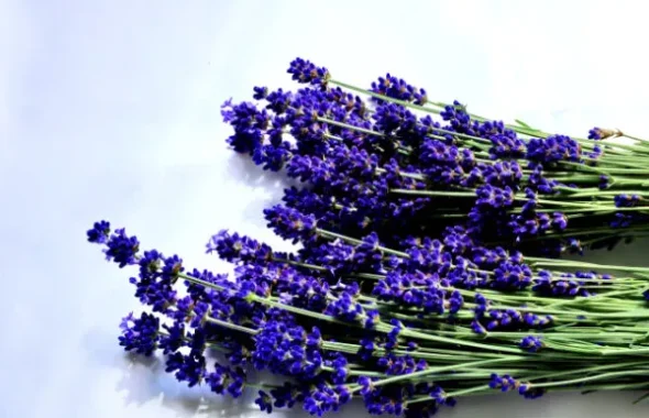 白背景に置かれた紫のラベンダーの花束