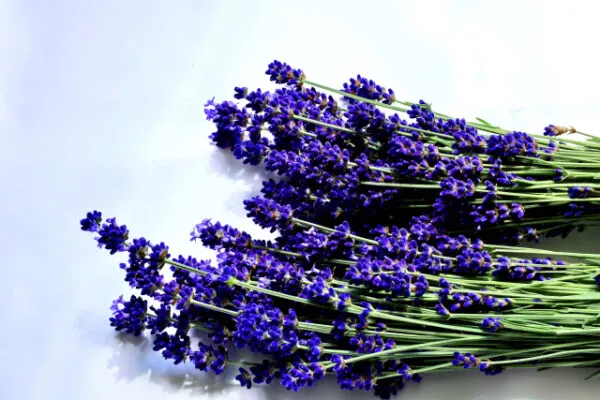 白背景に置かれた紫のラベンダーの花束