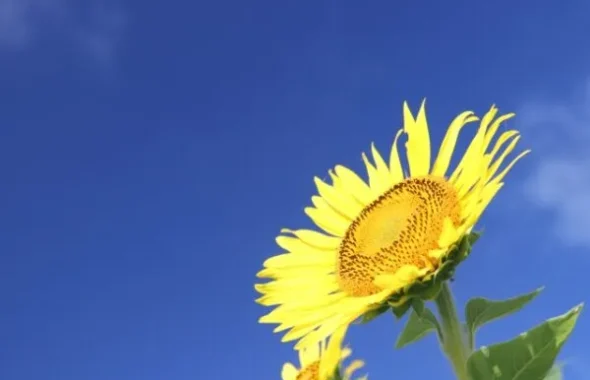 青空を背景に咲くひまわりの花