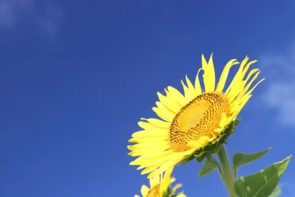 青空を背景に咲くひまわりの花