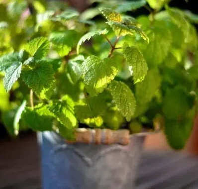 ブリキの鉢に植えられたミントの葉