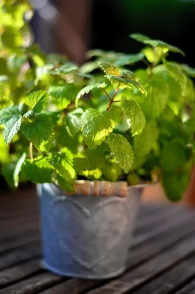 ブリキの鉢に植えられたミントの葉