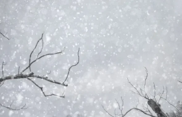 雪が降る中の裸木の枝