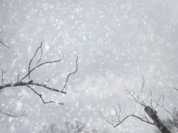 雪が降る中の裸木の枝