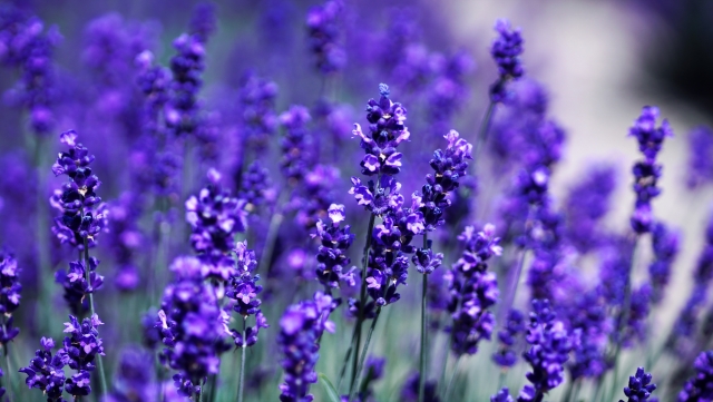 ラベンダー