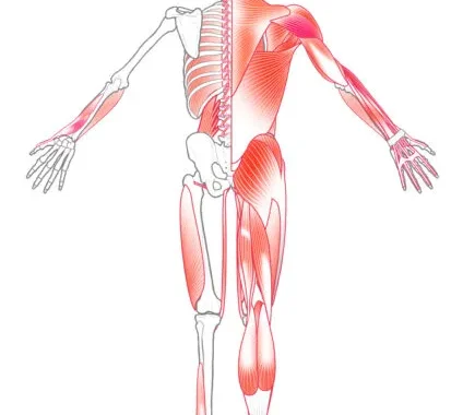 人体の筋肉と骨格を示す解剖図