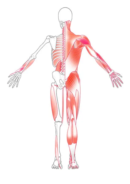 人体の筋肉と骨格を示す解剖図