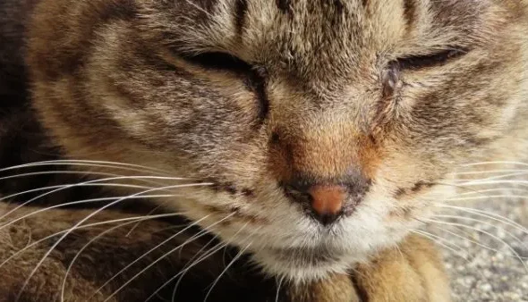 目を閉じてくつろぐ猫のアップ