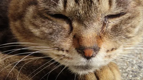 目を閉じてくつろぐ猫のアップ