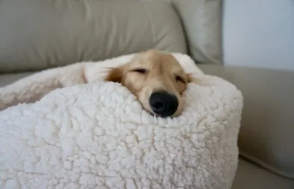毛布に包まれて眠る犬
