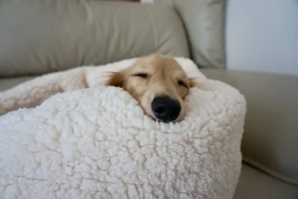 毛布に包まれて眠る犬